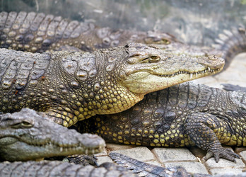 Similar image 21419533