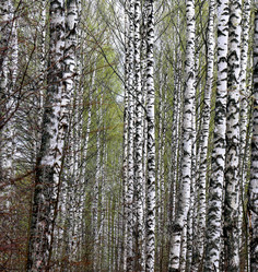 Similar image 21419578