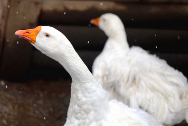 Similar image 21419580