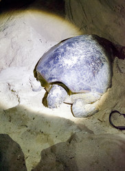 Similar image 21392010