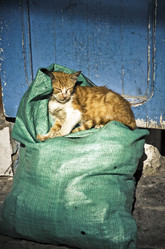 Similar image 21394065