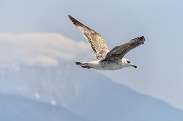 Similar image 21393486