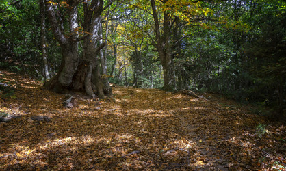 Similar image 21392540