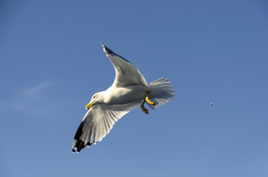 Similar image 21391485