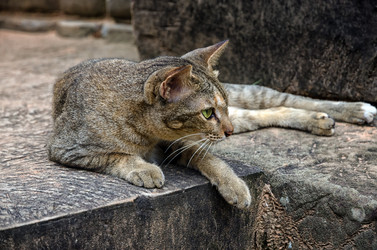 Similar image 21393519