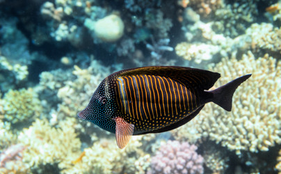 Similar image 21390137