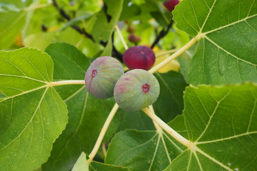 Similar image 21390374