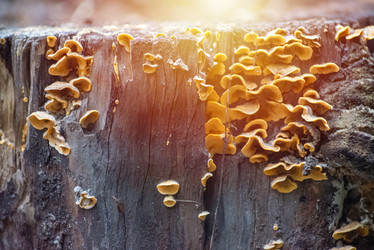 Similar image 21392329