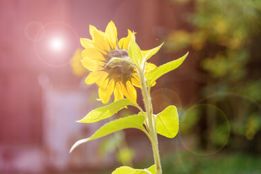 Similar image 21394484