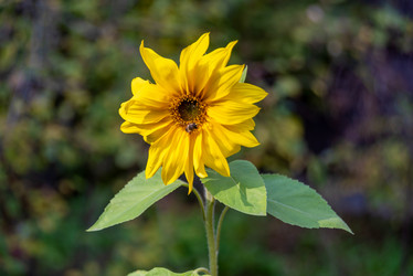 Similar image 21394697