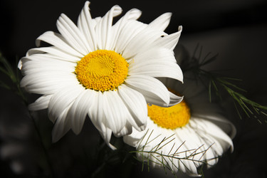 Similar image 21382825