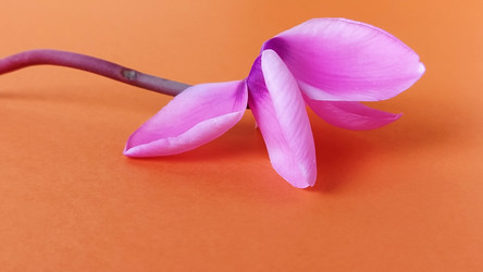 Similar image 21418273