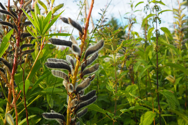 Люпин, волчий фасоль, Lupinus  род растений из семейства бобовых Fabaceae. Сухие семена в бобах. Размножение семьями. Лупины в саду или на лугу. Выращивание и уход за люпинами. Блубоннет - Karjalainen