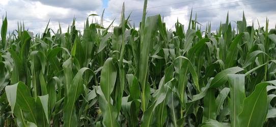 Similar image 21415461