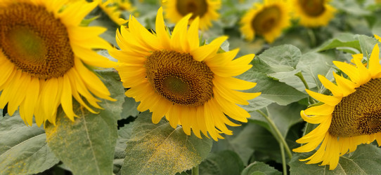 Similar image 21417192