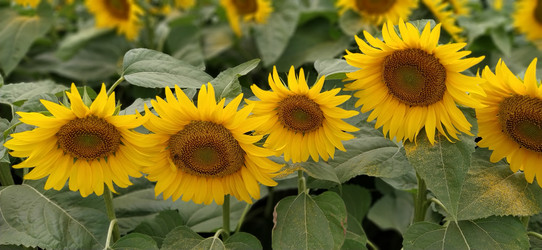 Similar image 21417195