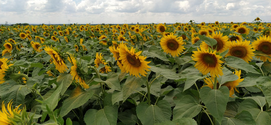 Similar image 21417199