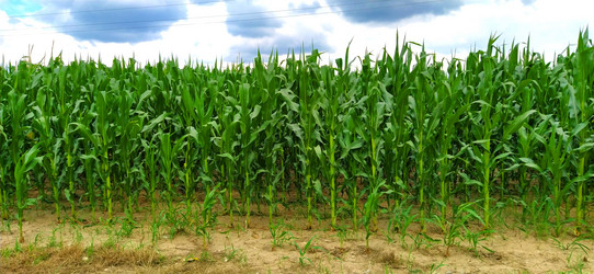 Similar image 21417452