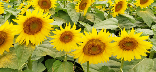 Similar image 21415520