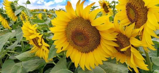 Similar image 21415528