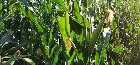 Similar image 21416775