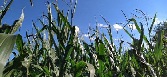 Similar image 21416777