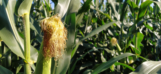 Similar image 21416778