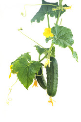 Similar image 21386329