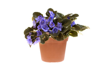 Similar image 21386366