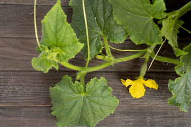 Similar image 21386371