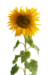 Similar image 21386405