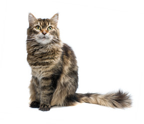 Similar image 21386737