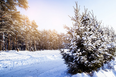 Similar image 21386534