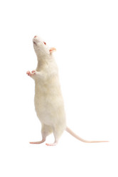 Similar image 21386541