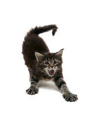 Similar image 21386558