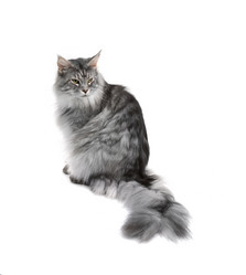 Similar image 21386719