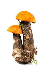 Similar image 21386634