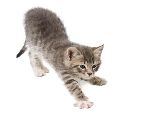 Similar image 21386676