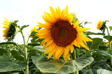 Similar image 21418057