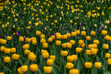 Similar image 21384655