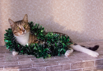 Similar image 21386212