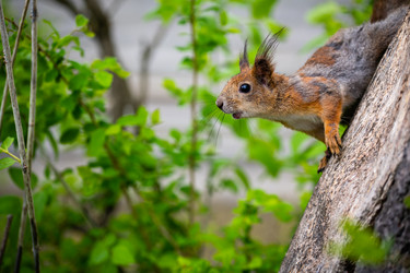 Similar image 21384943