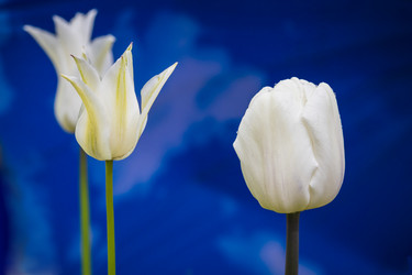 Similar image 21384682