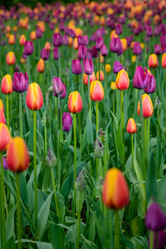 Similar image 21384966