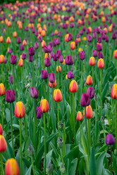 Similar image 21384983