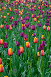 Similar image 21384985