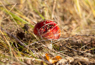 Similar image 21385138