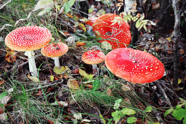 Similar image 21385155