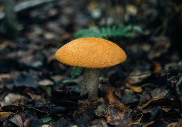 Similar image 21385829