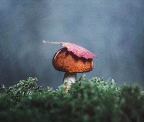 Similar image 21385881